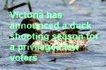 Duck shooting season australia