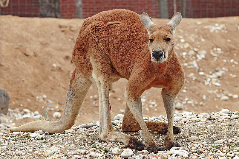 kangaroos in australia. Australia#39;s Federal Minister