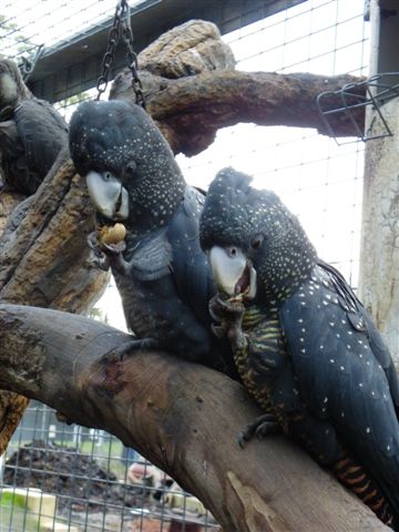 australian black cockatoos