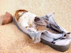 Send a Shoe to Bush Campaign: Support Al-Zaidi's bold protest: send an old shoe to the White House!