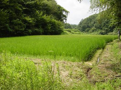 Japan Valleys