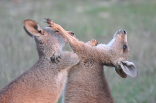 East Urban Home 'Eastern Gray Kangaroo Mother with Joey, Australia' Photographic Print Format: Black Framed, Size: 24 H x 36 W