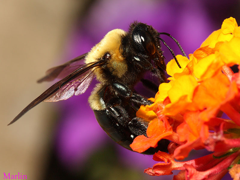 Пчела питается нектаром. Bombus Шмель гнездо. Земляной Шмель. Шмелиное гнездо. Земляной Шмель самец.