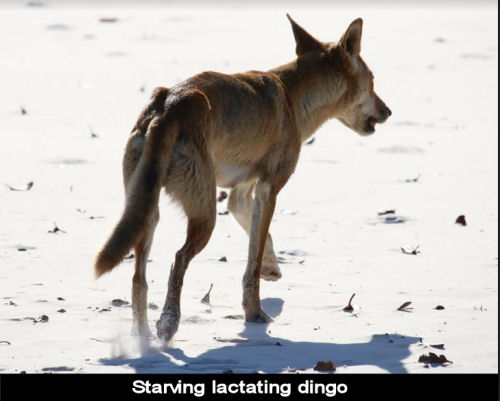 Dingoes are both pest and icon. Now there's a new reason to love